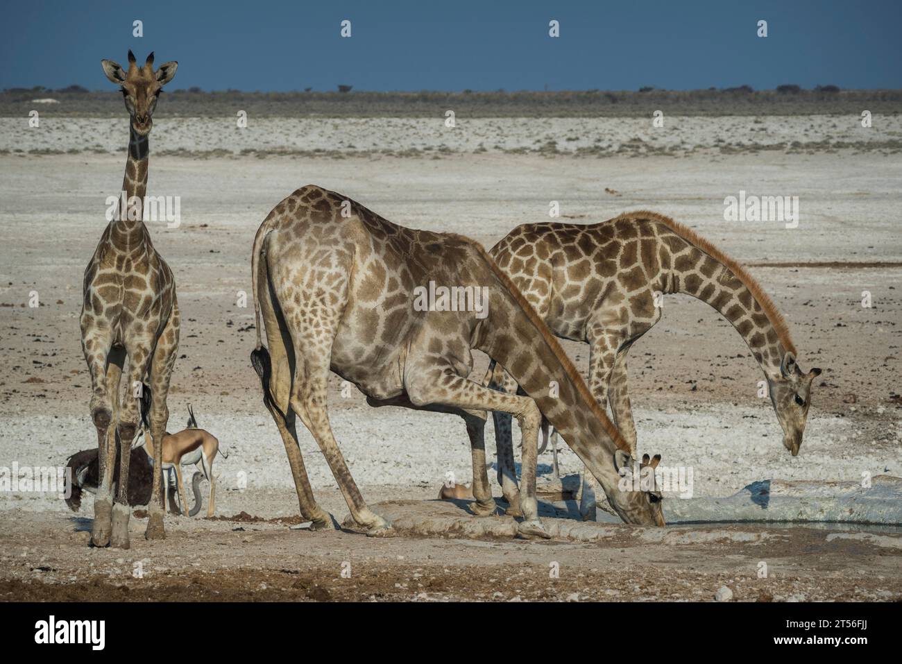 Angolan giraffes (Giraffa camelopardalis angolensis) at a waterhole, Etosha National Park, Namibia Stock Photo