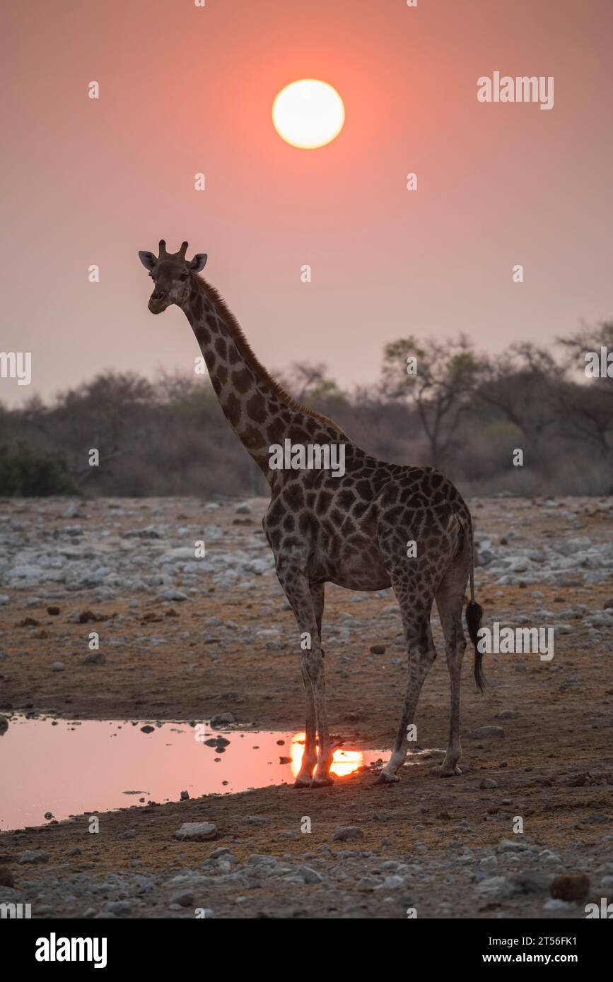 Angolan giraffe (Giraffa camelopardalis angolensis) at sunrise at a waterhole, Etosha National Park, Namibia Stock Photo