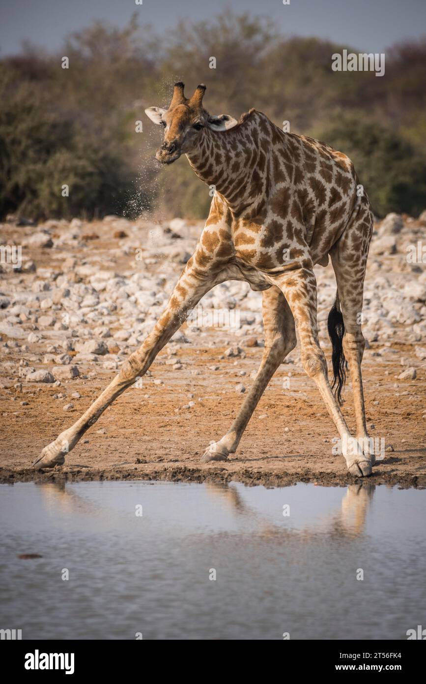 Angolan giraffe (Giraffa camelopardalis angolensis) drinking at a waterhole, Etosha National Park, Namibia Stock Photo
