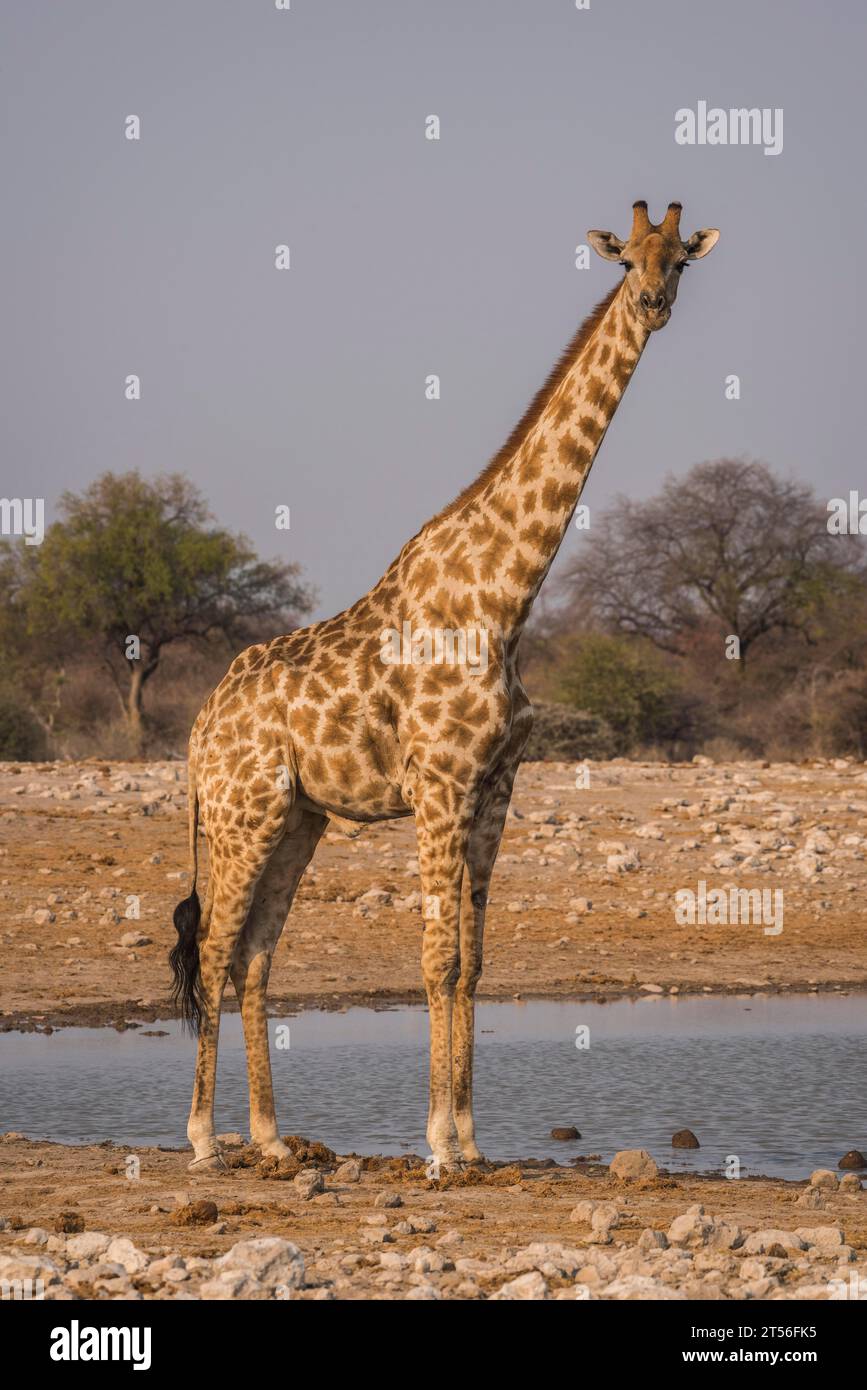 Angolan giraffe (Giraffa camelopardalis angolensis) at a waterhole, Etosha National Park, Namibia Stock Photo