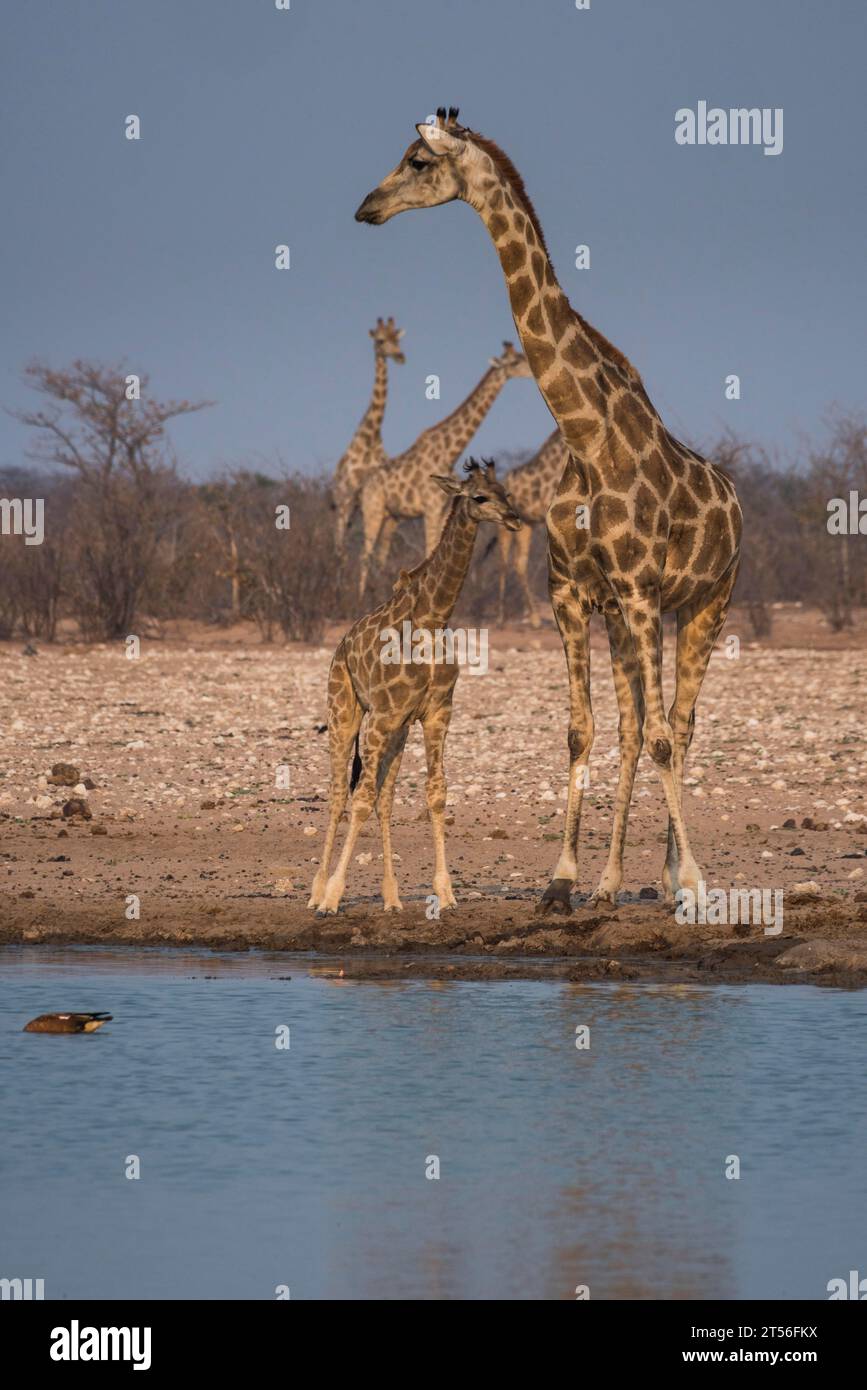 Angolan giraffes (Giraffa camelopardalis angolensis) at a waterhole, Etosha National Park, Namibia Stock Photo