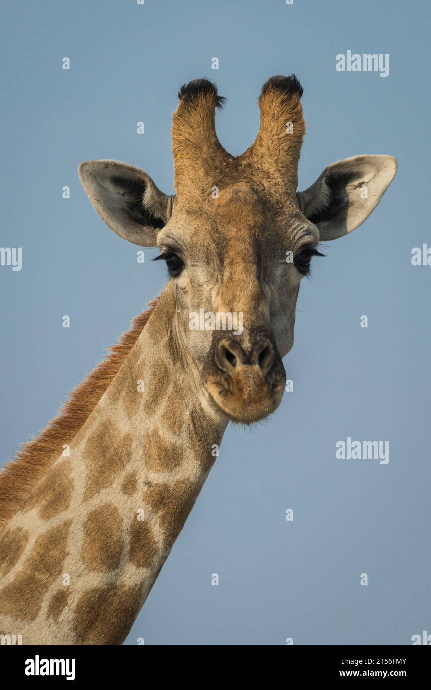 Angolan giraffe (Giraffa camelopardalis angolensis), portrait, Etosha National Park, Namibia Stock Photo