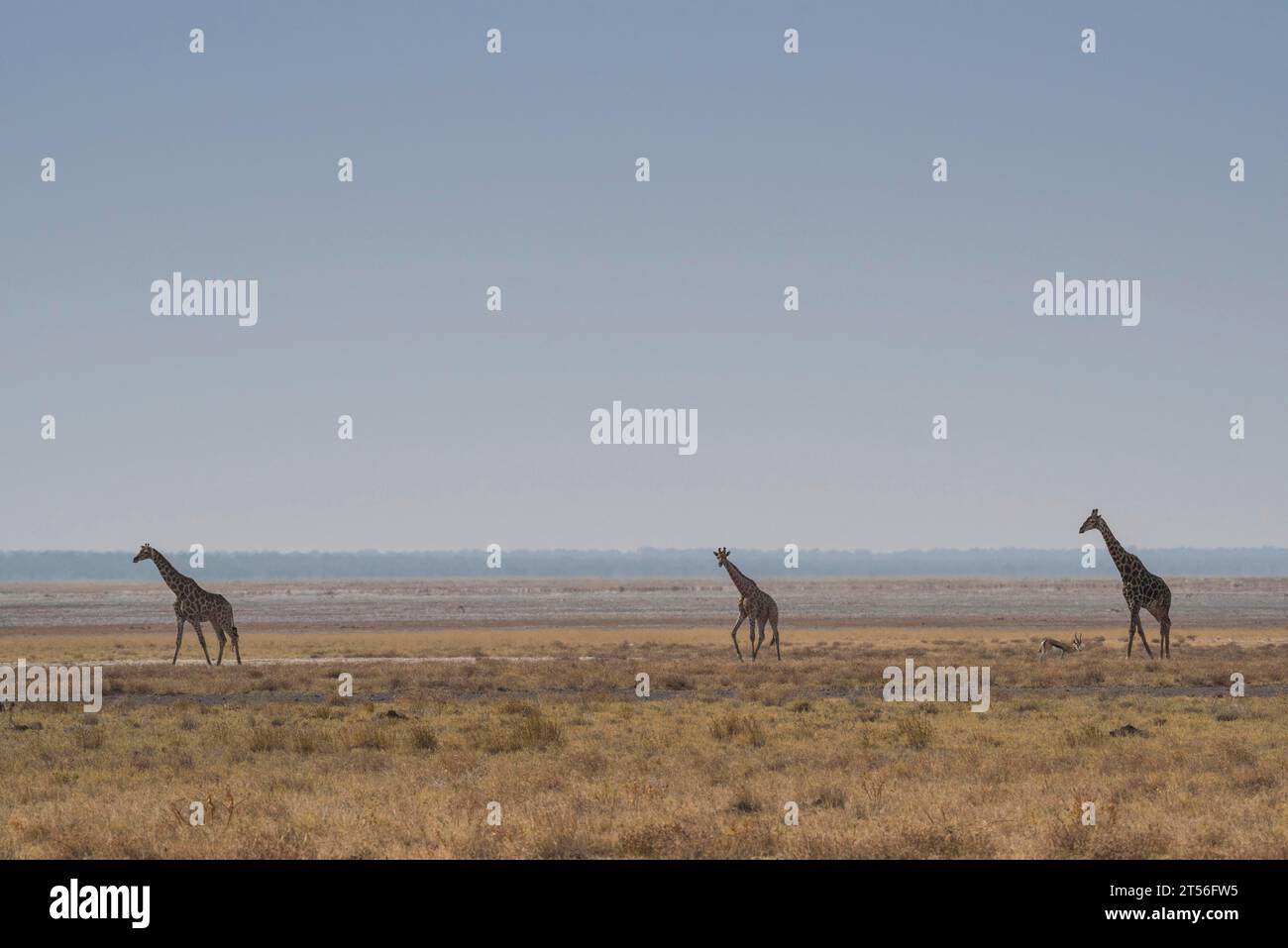 Giraffes (Giraffa camelopardalis angolensis) on the edge of the Etosha Pan, Namibia Stock Photo