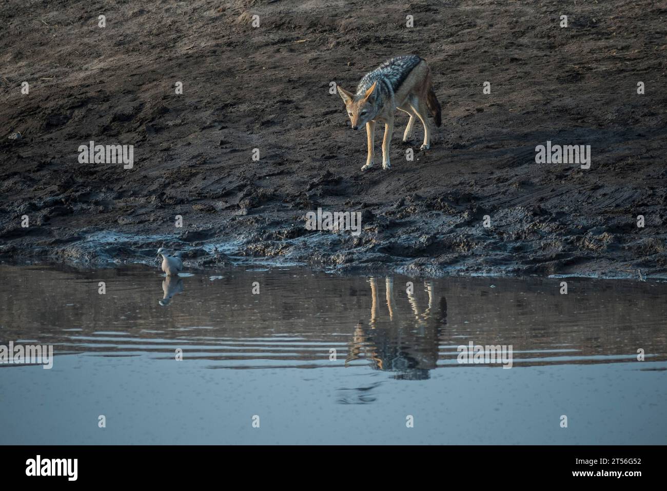 Blackbacked jackal (Canis mesomelas) at a waterhole hunting ring