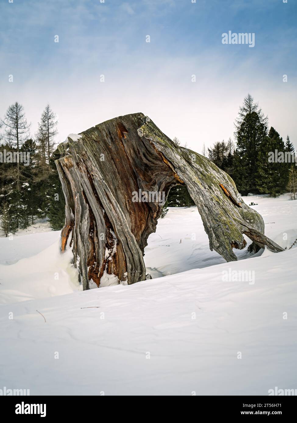 Snow covered hollow tree trunk stump in a winter forest Stock Photo
