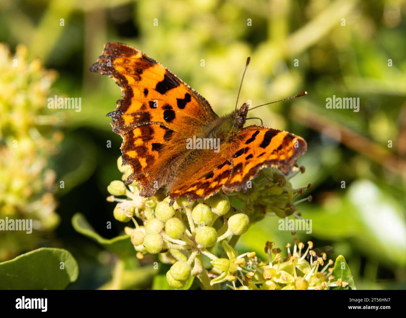 The distinctive scalloped shape of the outer edges of the wings make the Comma an easy butterfly to identify. Stock Photo