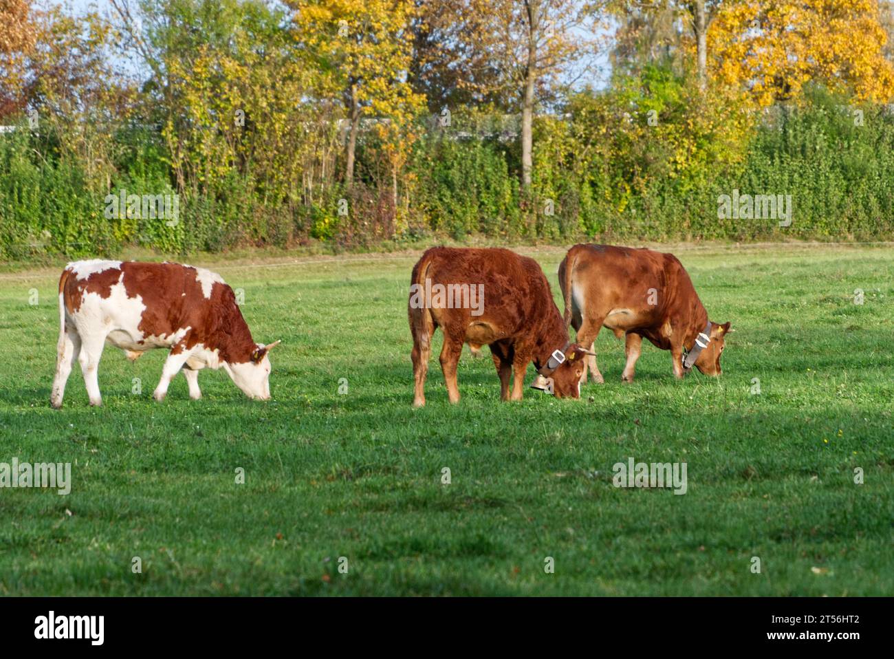 Happy cattle, young bulls Stock Photo