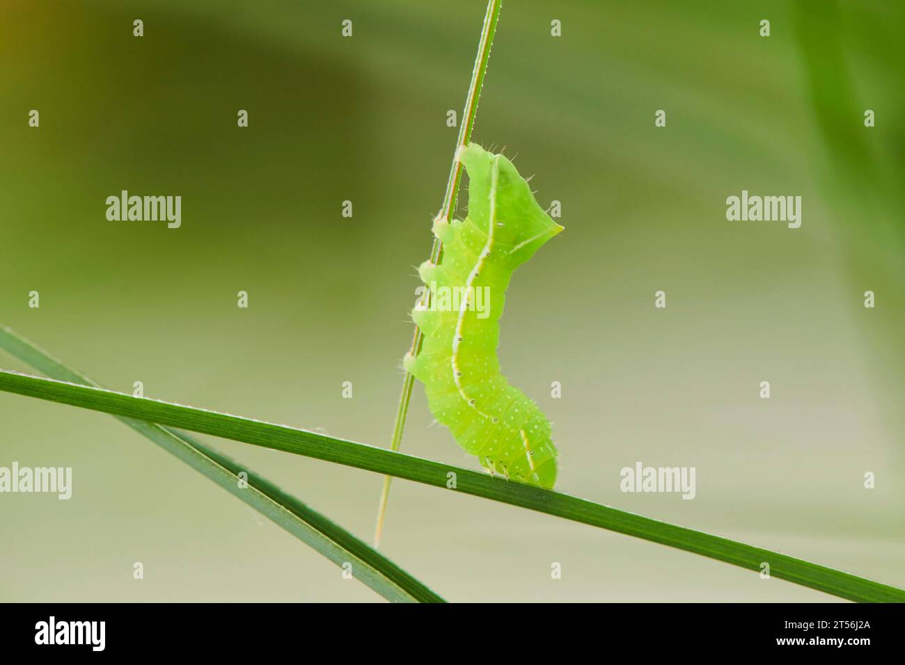 Copper underwing (Amphipyra pyramidea) caterpillar on a blade of grass, Bavaria, Germany Stock Photo