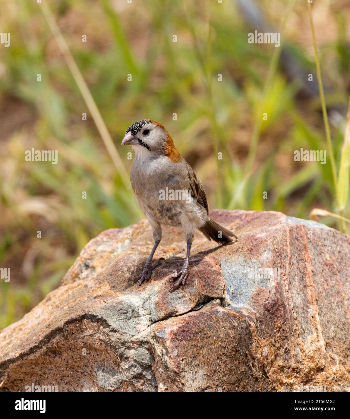 A small member of the sparrow family, the Speckle-fronted Weaver lives in family groups that cooperate in the breeding season with young helping. Stock Photo
