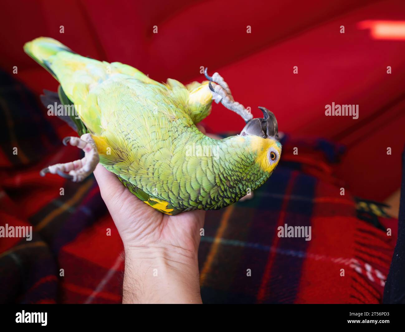 Turquoise-fronted amazon parrot (Amazona aestiva) enjoys free movement around the apartment. Cute green friendly pet bird lying in hand of its owner. Stock Photo