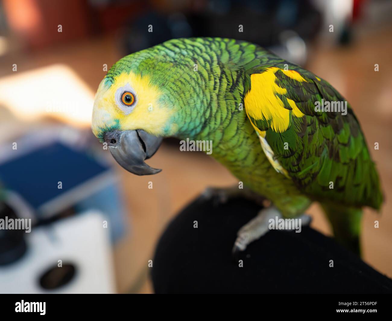 Turquoise-fronted amazon parrot (Amazona aestiva) enjoys free movement around the apartment. Cute green friendly pet bird sitting on knee of its owner Stock Photo