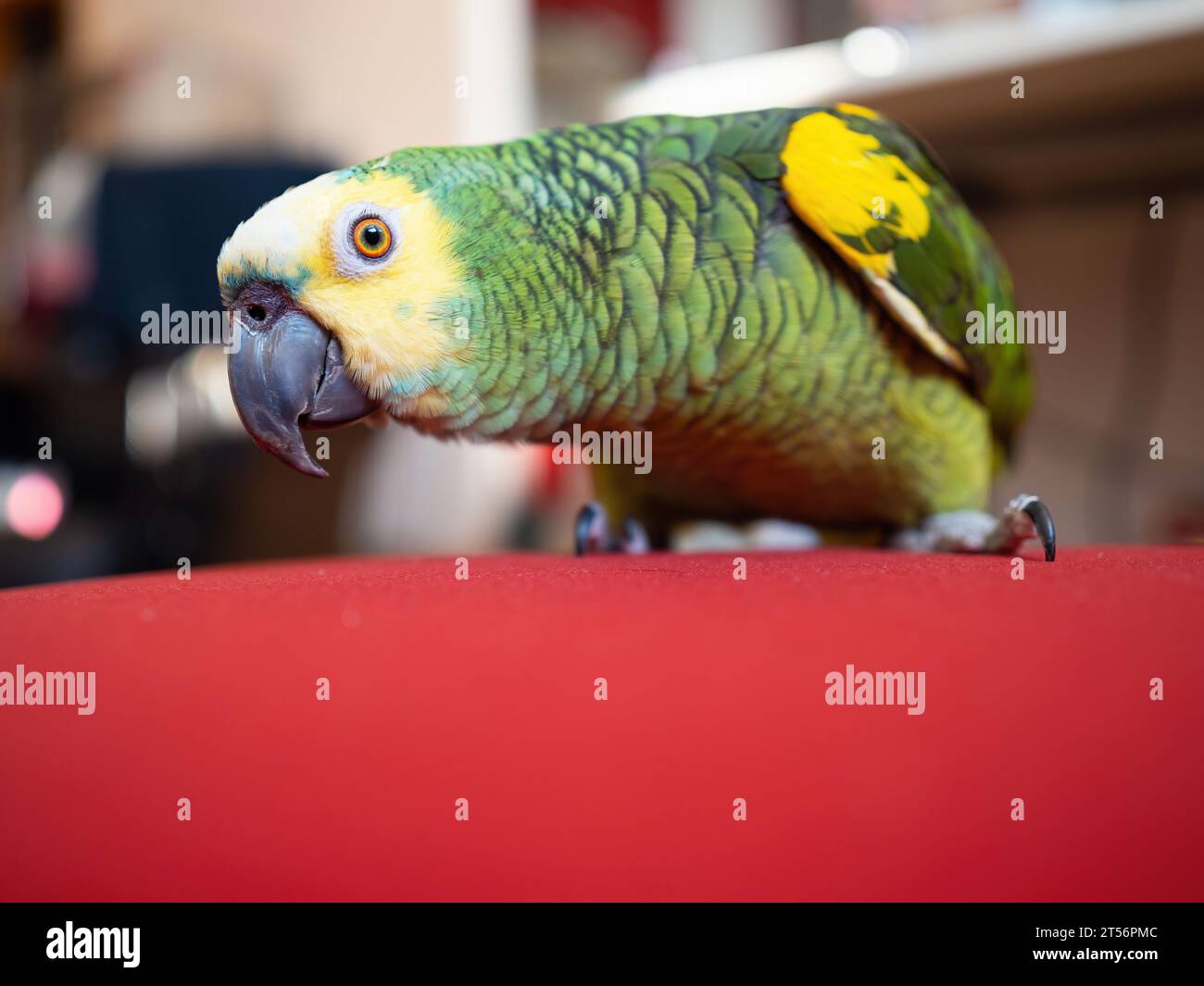 Turquoise-fronted amazon parrot (Amazona aestiva) enjoys free movement around the apartment. Cute green friendly pet bird on red couch. Close-up. Stock Photo