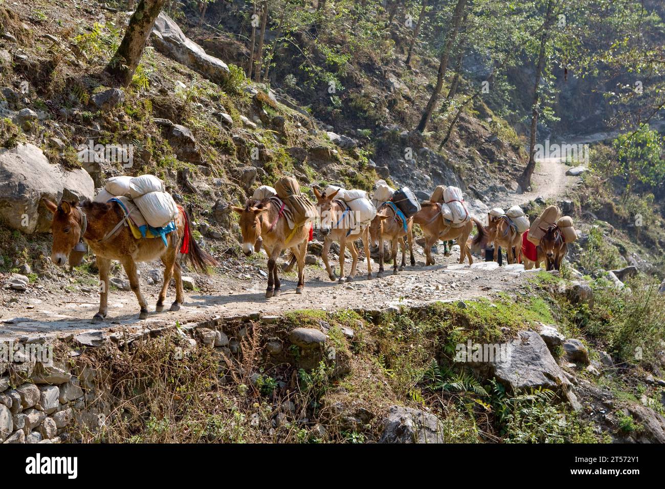 TREKKING IN NEPAL Stock Photo