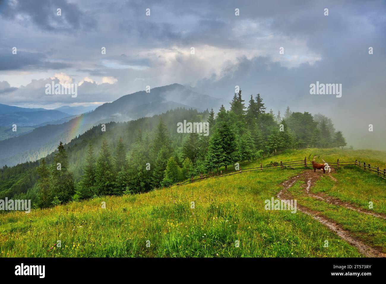 Landscape with fog in mountains and rows of trees Stock Photo - Alamy