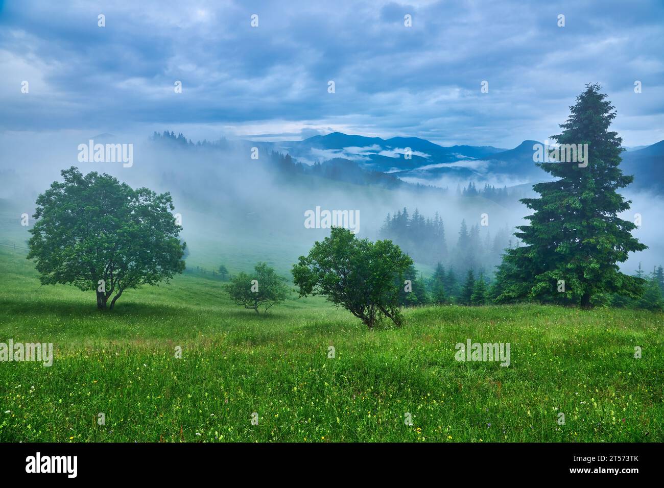 Landscape with fog in mountains and rows of trees Stock Photo - Alamy
