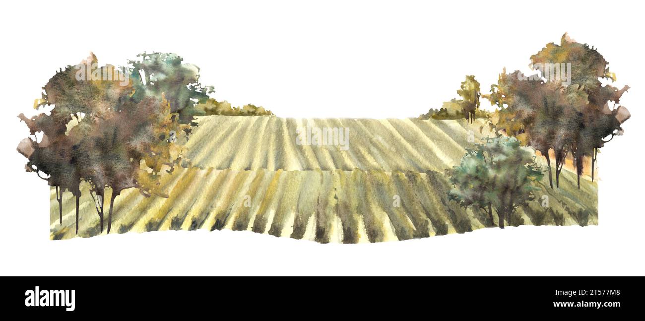 Rural landscape with grape fields, vineyards, bushes, trees, grape