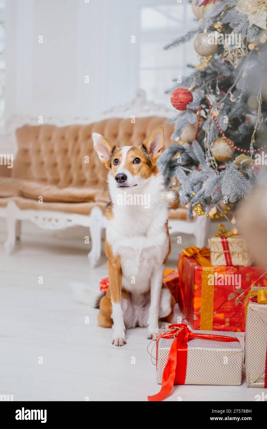 Happy New Year, Christmas holidays and celebration, Dog in the room near the Christmas tree Stock Photo