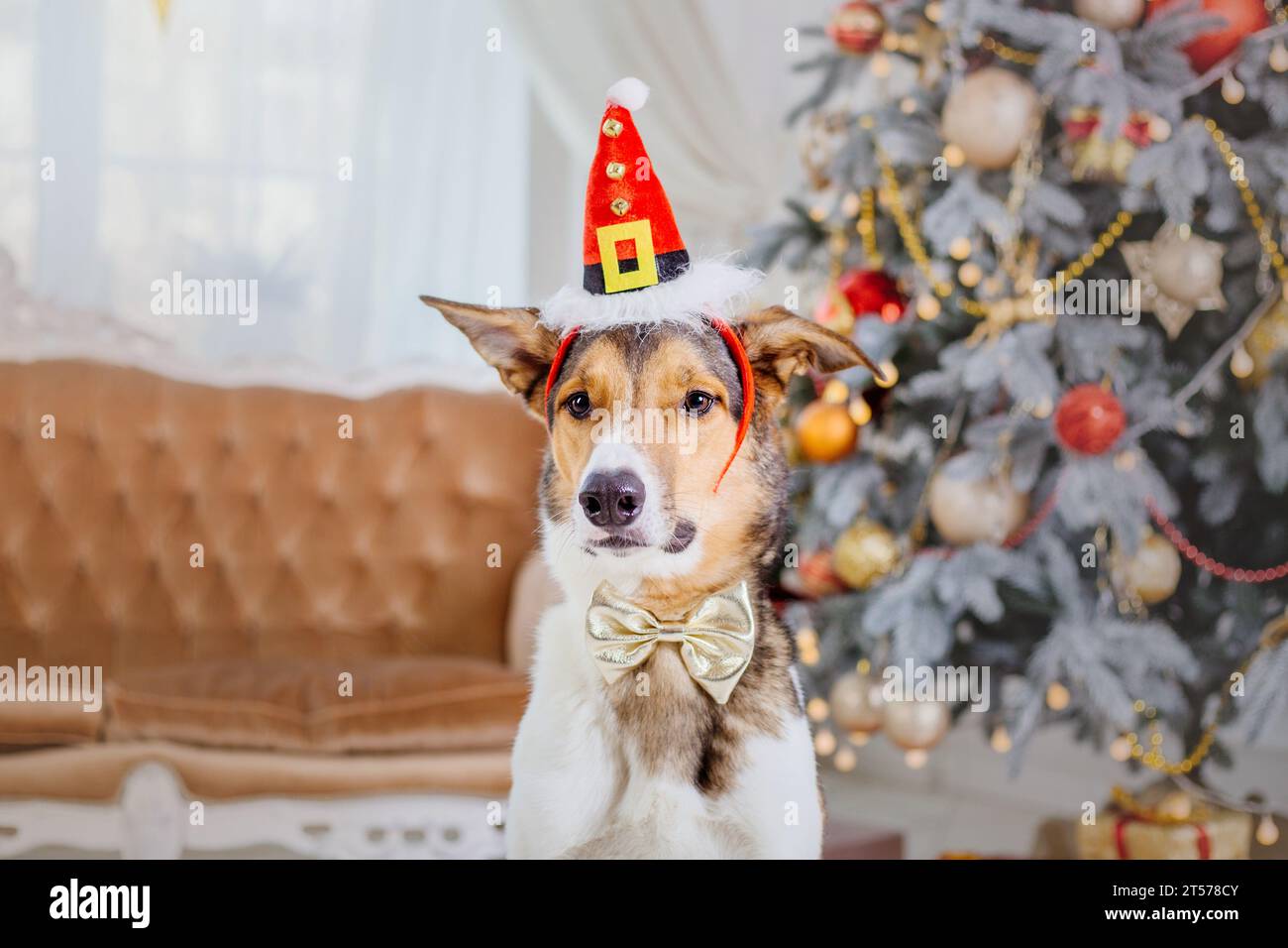 Happy New Year, Christmas holidays and celebration, Dog in the room near the Christmas tree Stock Photo