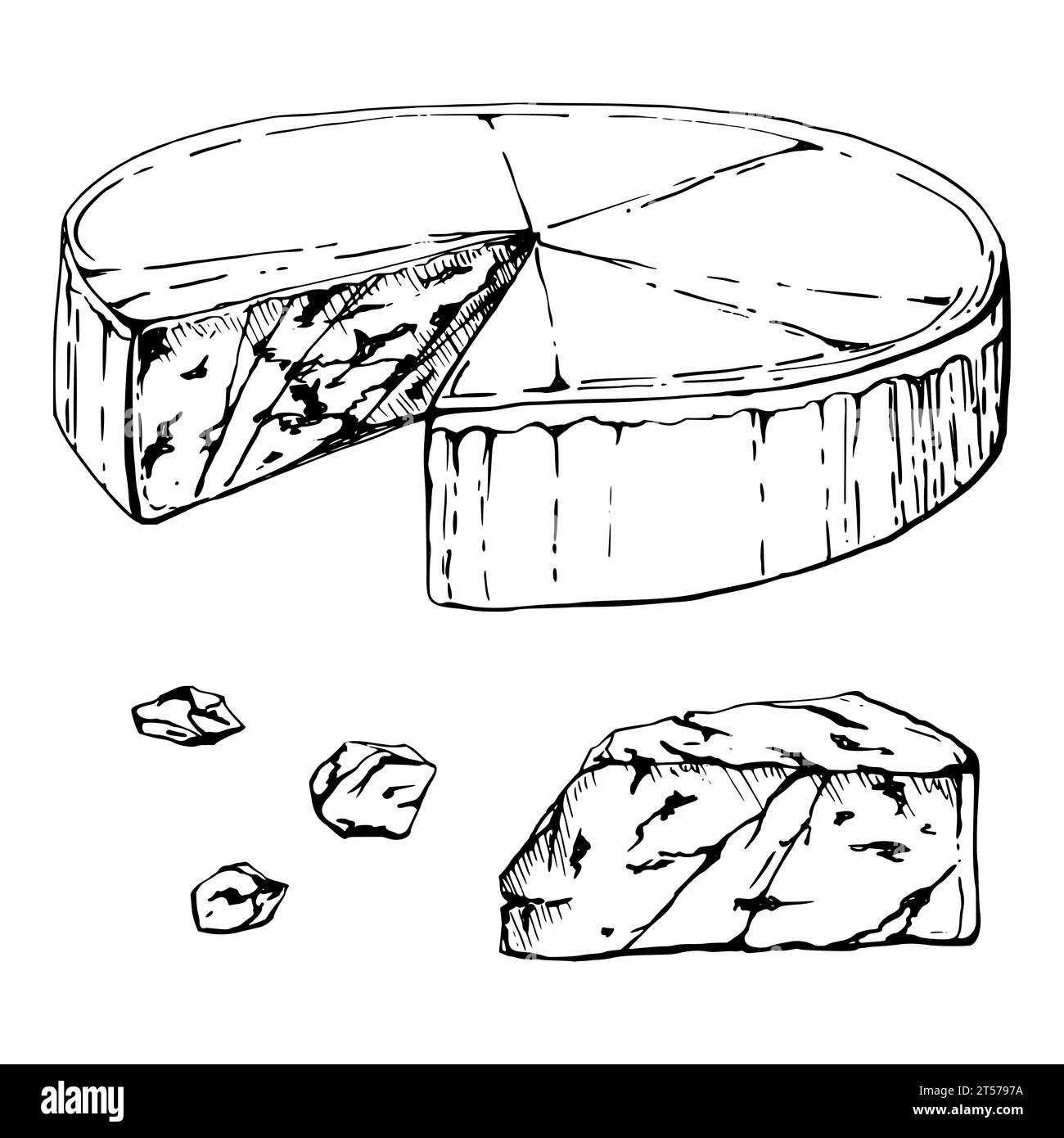 Hand drawn vector ink illustration. Gorgonzola blue cheese, full head ...