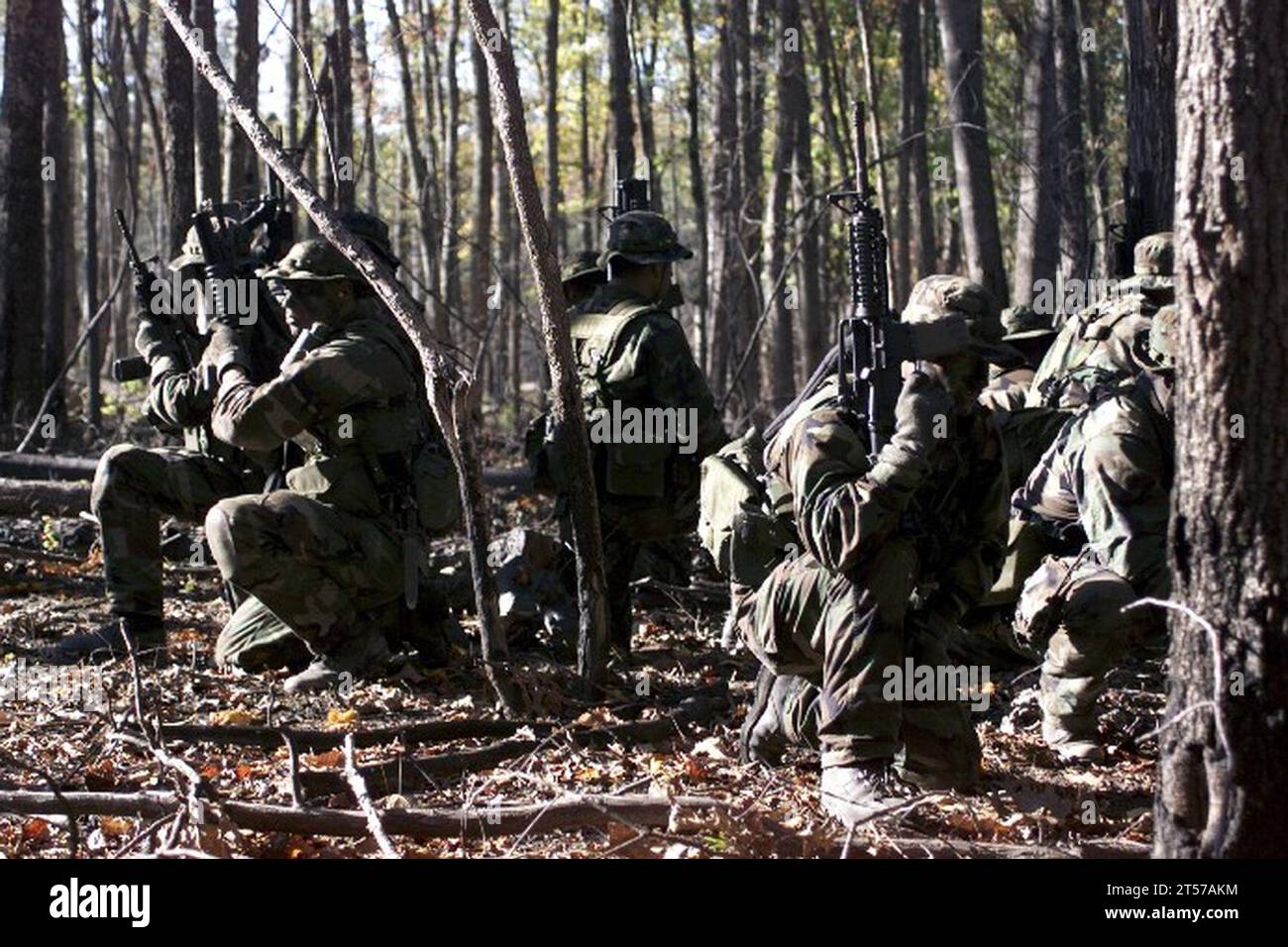 US Navy SEALs in woodlands operation.jpg Stock Photo
