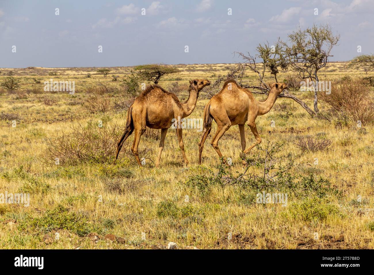 Camels near Marsabit town, Kenya Stock Photo