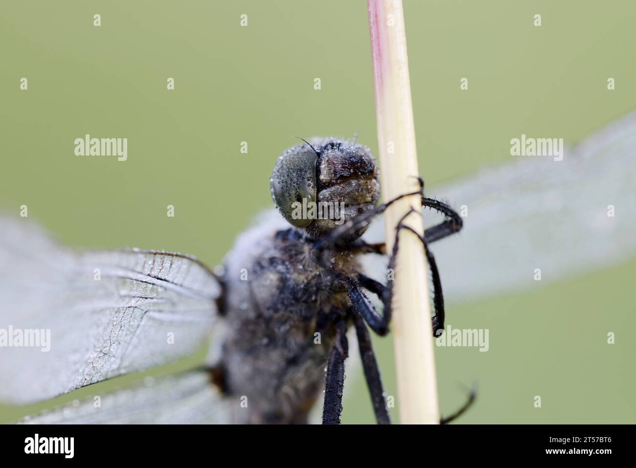 Black-tailed Skimmer (Orthetrum cancellatum), male, North Rhine-Westphalia, Germany | Großer Blaupfeil (Orthetrum cancellatum), Männchen Stock Photo