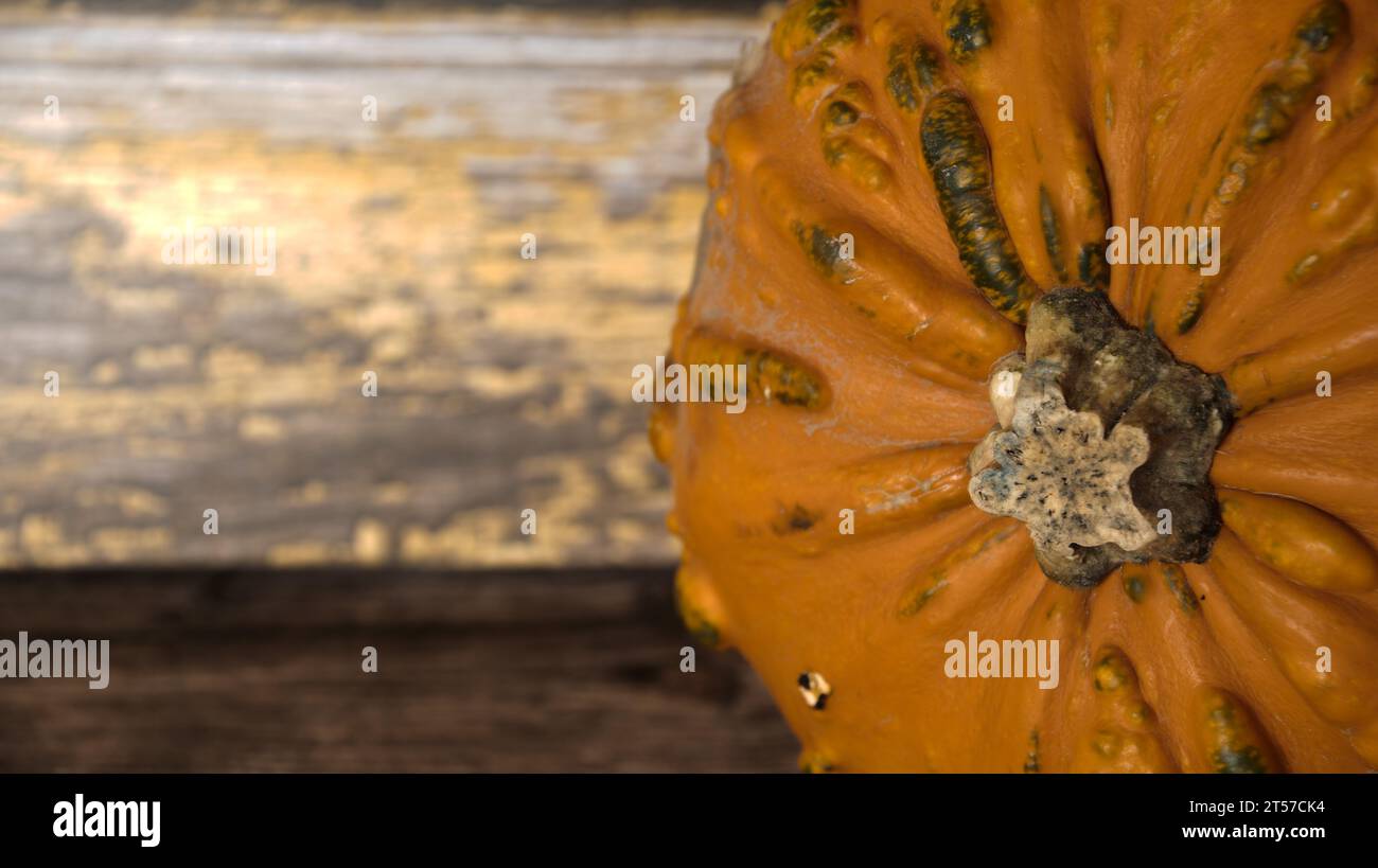 selection  of  different  pumpkins  ghost  pumpkin  oran d  gnarly Stock Photo