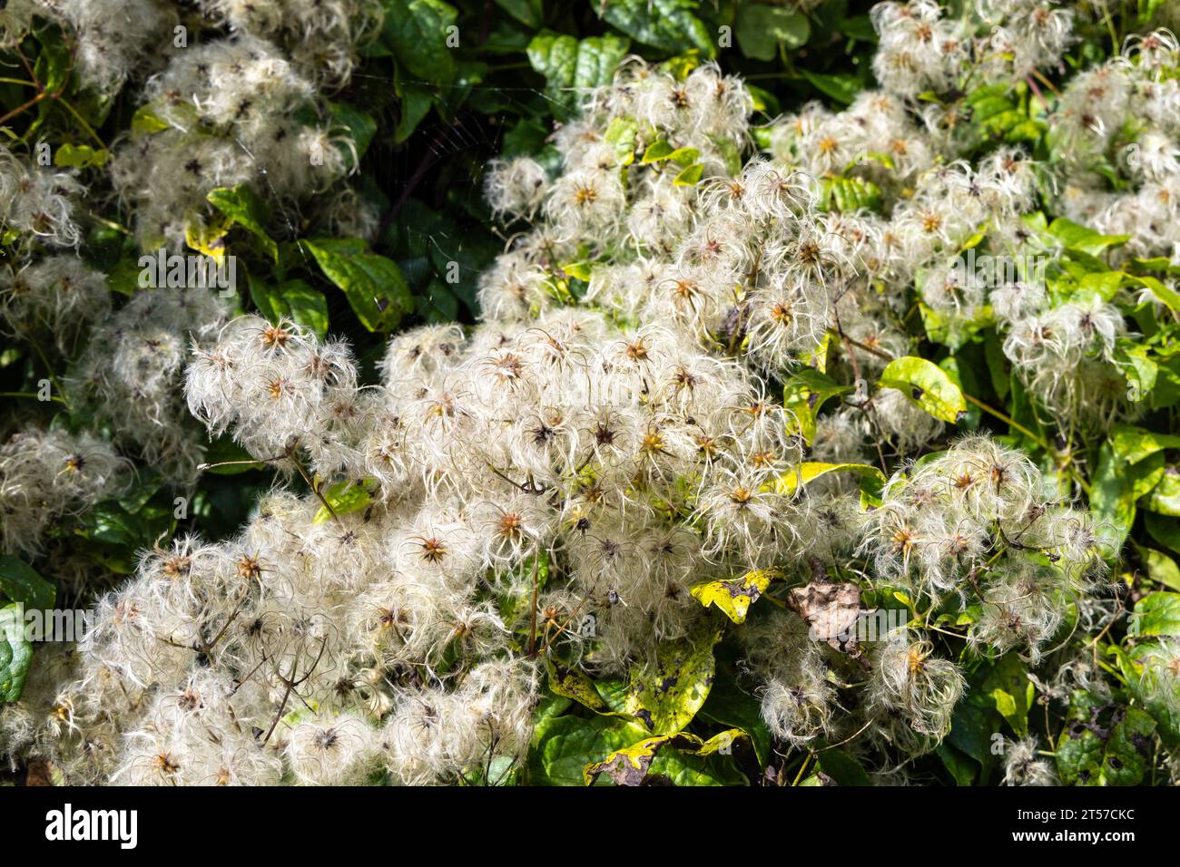 Clematis seed heads, Marden Park, Oxted Downs, Surrey, England Stock Photo