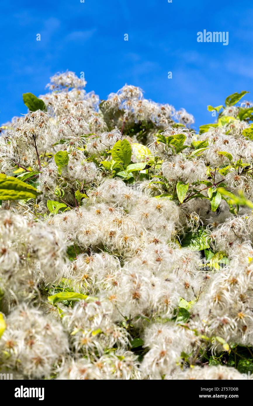 Clematis seed heads, Marden Park, Oxted Downs, Surrey, England Stock Photo