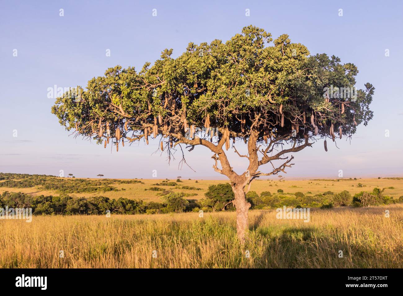 Beautiful sausage tree kigelia hi-res stock photography and images - Alamy