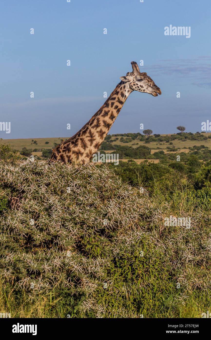 Giraffe in Masai Mara National Reserve, Kenya Stock Photo