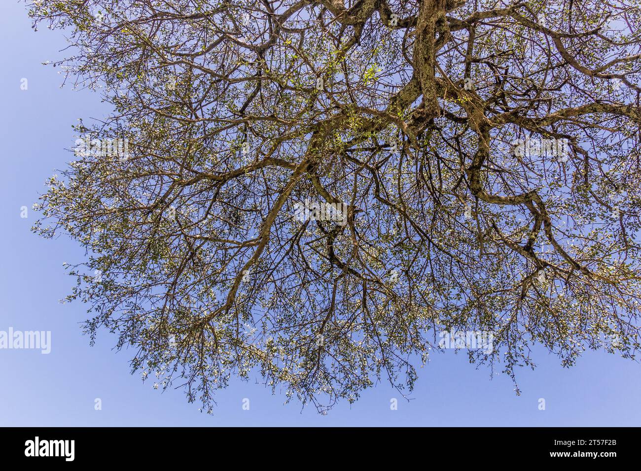 Tree in Masai Mara National Reserve, Kenya Stock Photo