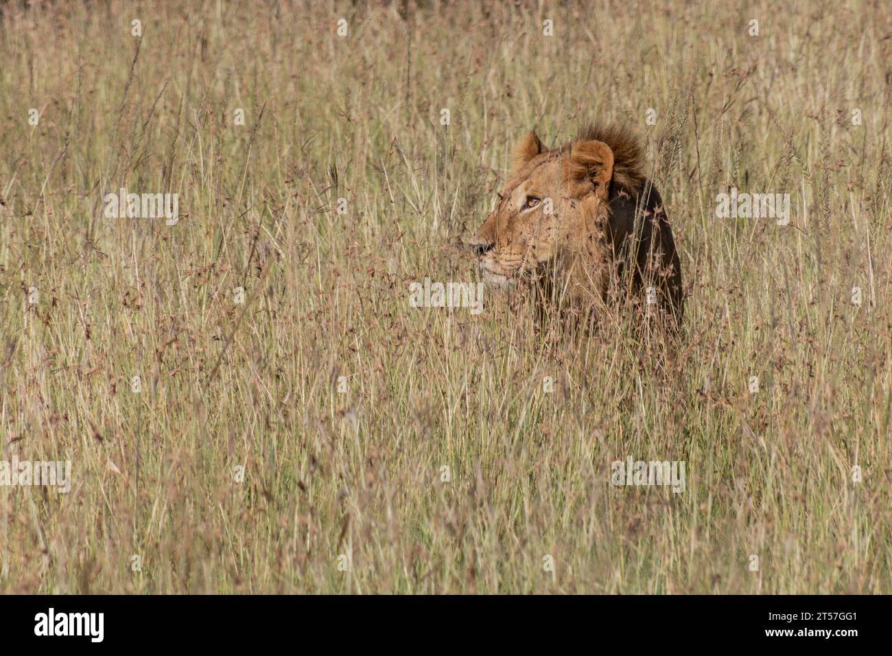 Lion in Masai Mara National Reserve, Kenya Stock Photo - Alamy