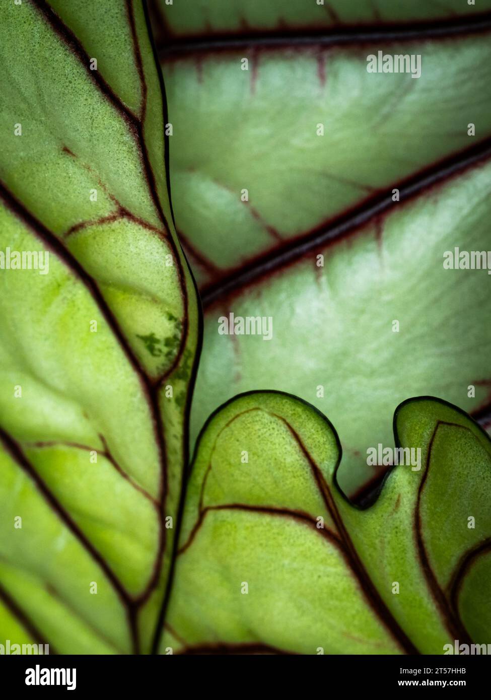leaf edge of Alocasia Baginda plant, abstract macro Stock Photo