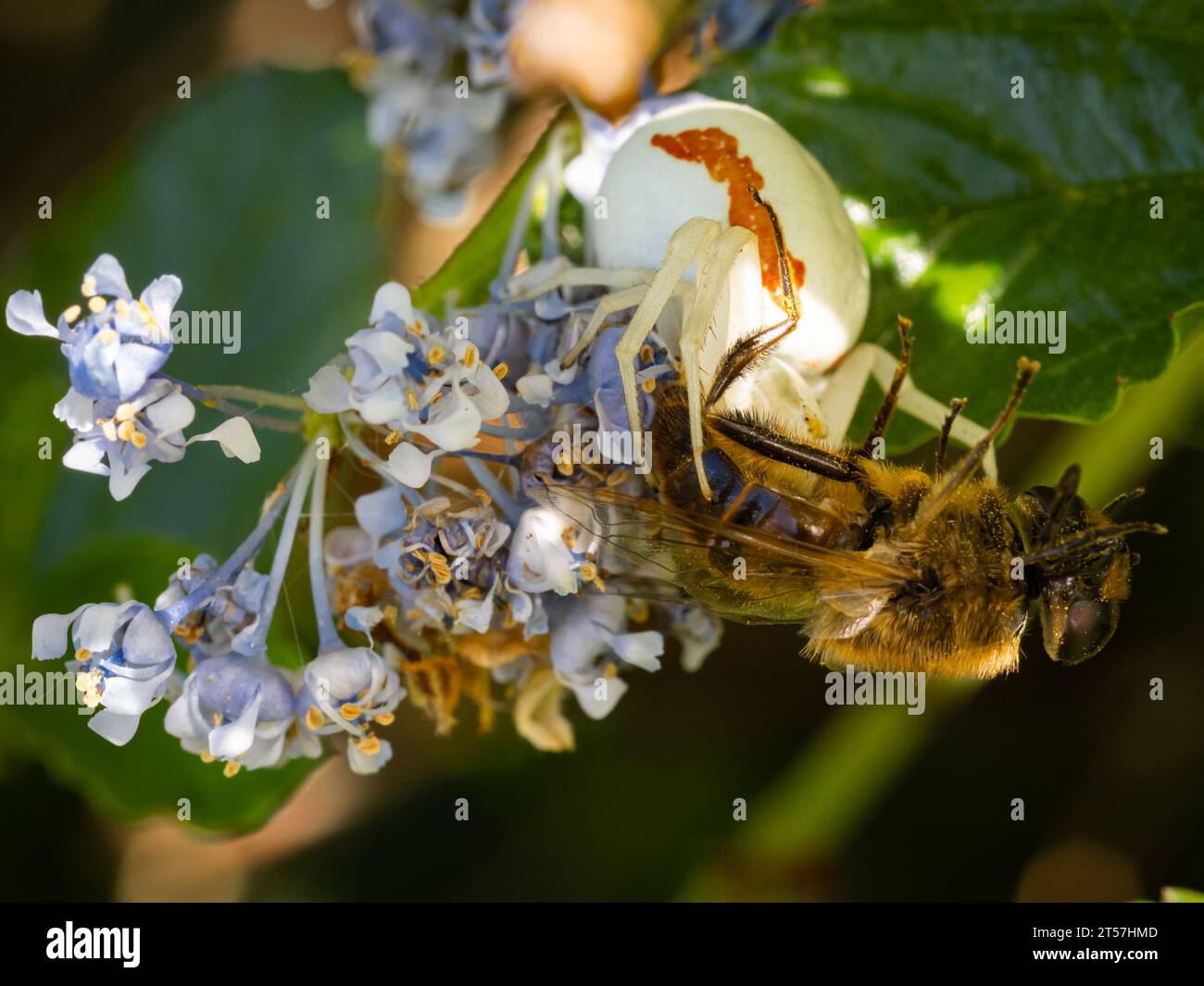 White crab spider capturing and eating honey bee Stock Photo Alamy
