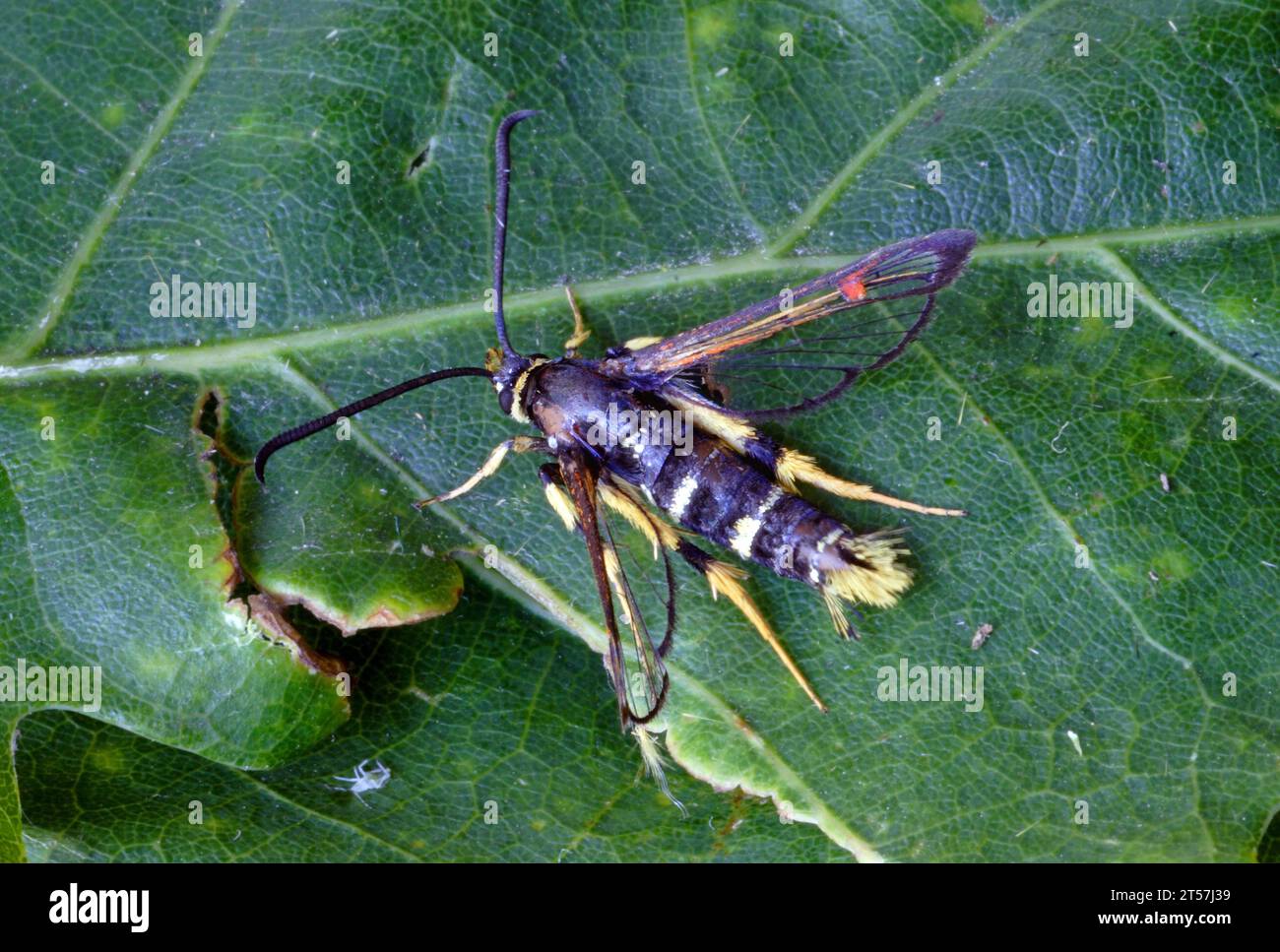 Yellow-legged Clearwing (Synanthedon vespiformis) adult at rest on a leaf  Norfolk, UK.             July Stock Photo