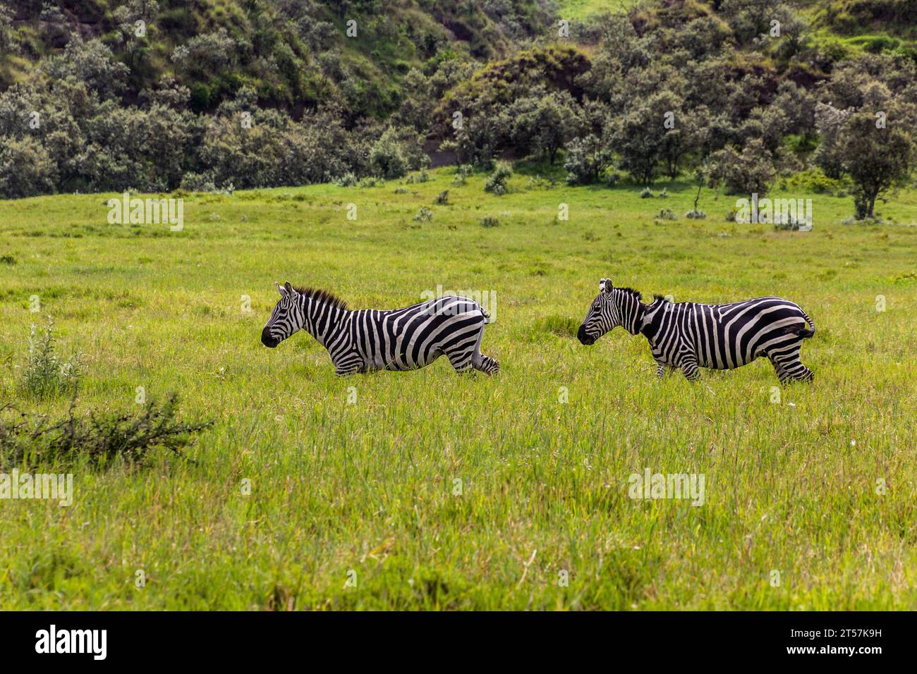 Zebras in the Hell's Gate National Park, Kenya Stock Photo
