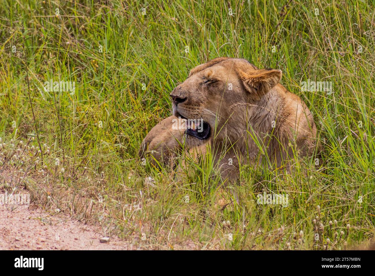 Lion in Masai Mara National Reserve, Kenya Stock Photo - Alamy