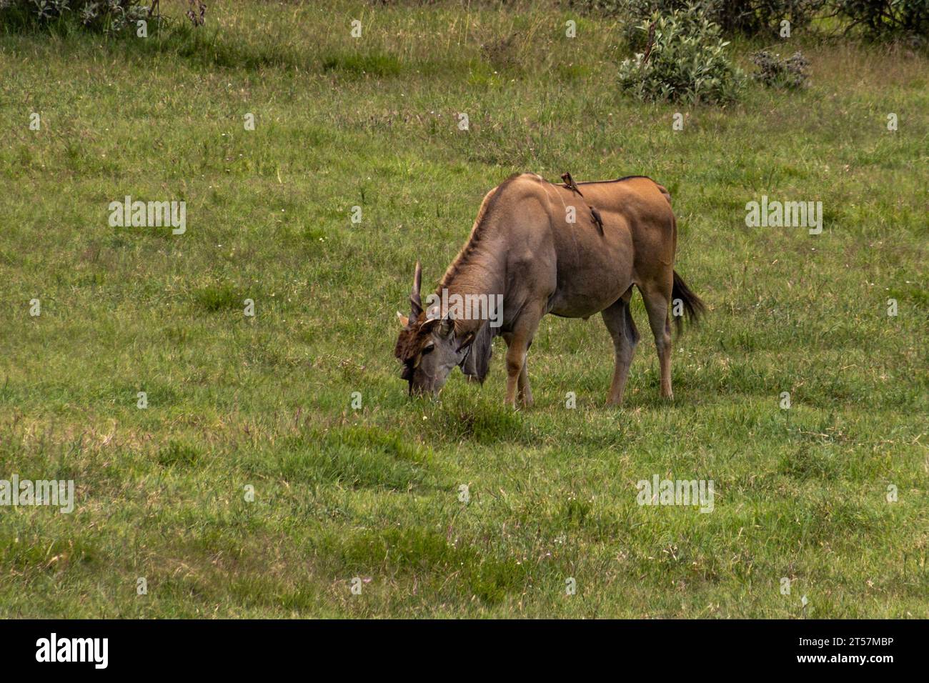East African Eland (Tragelaphus oryx) in the Hell's Gate National Park, Kenya Stock Photo
