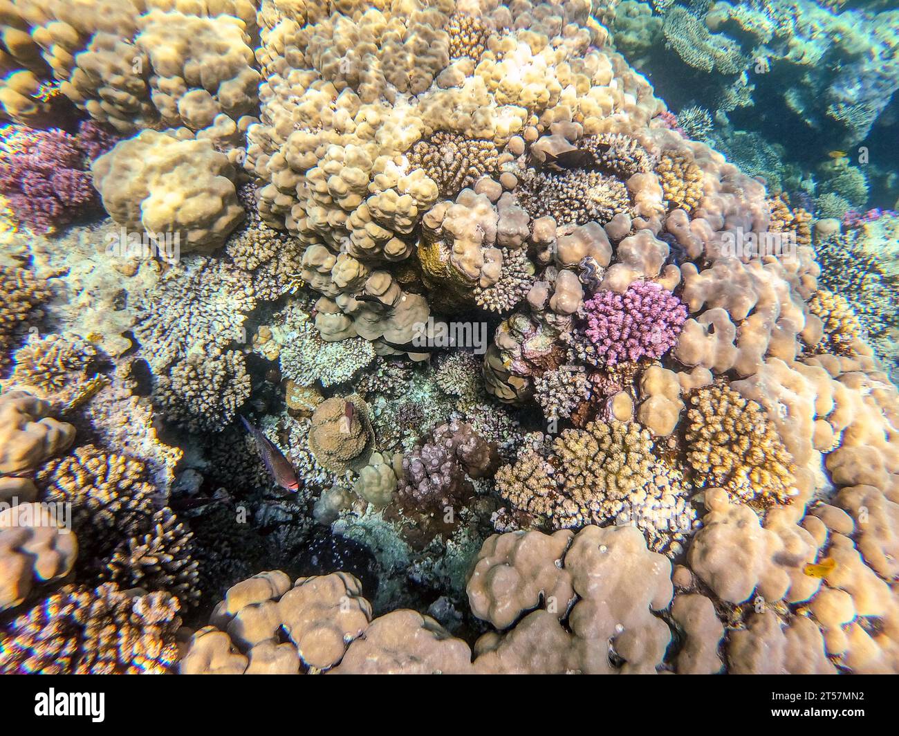 Underwater panoramic view of coral reef with tropical fish, seaweeds ...