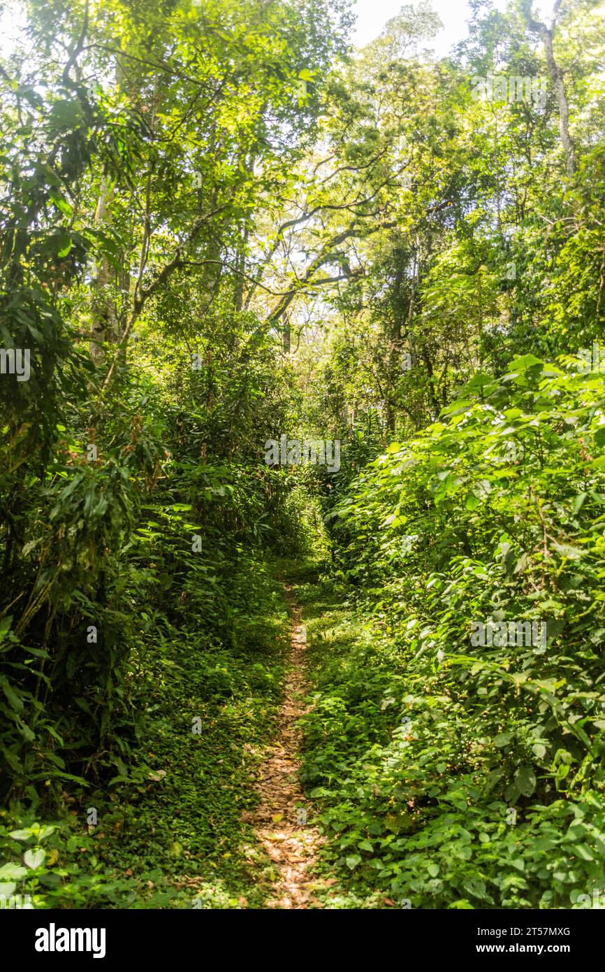 Hiking trail in Kakamega Forest Reserve, Kenya Stock Photo