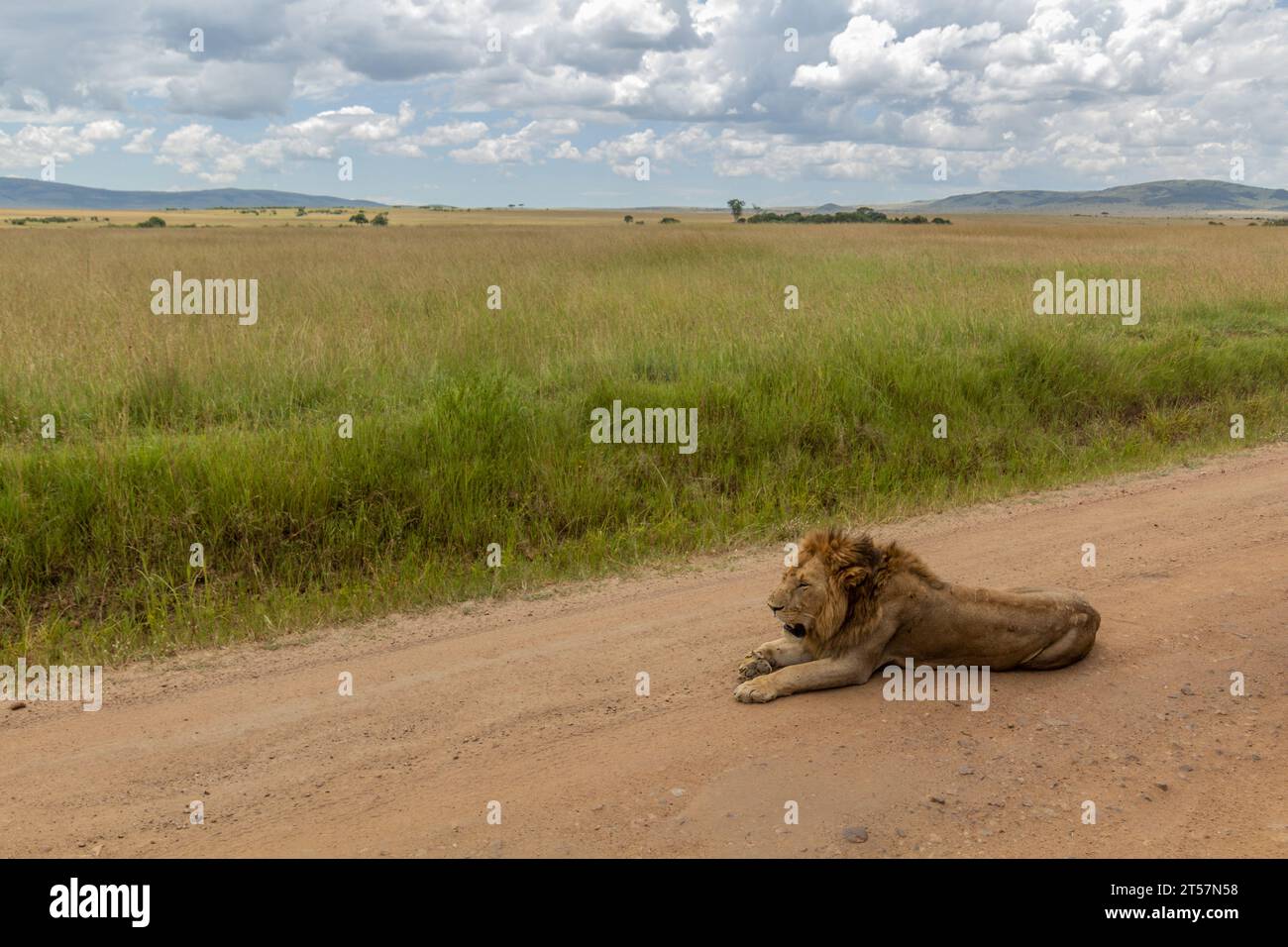 Lion in Masai Mara National Reserve, Kenya Stock Photo