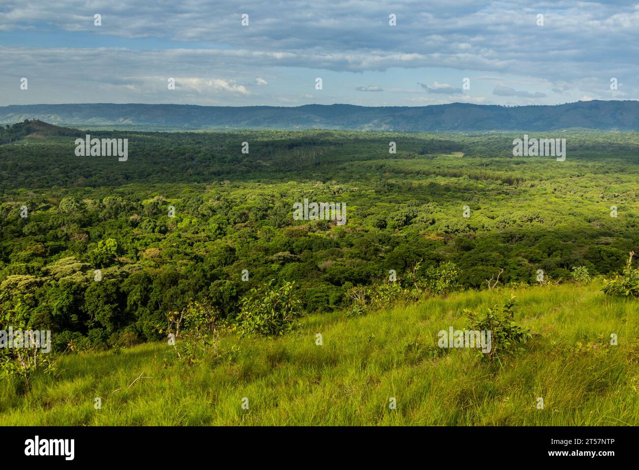 Kenya kakamega forest reserve hi-res stock photography and images - Alamy