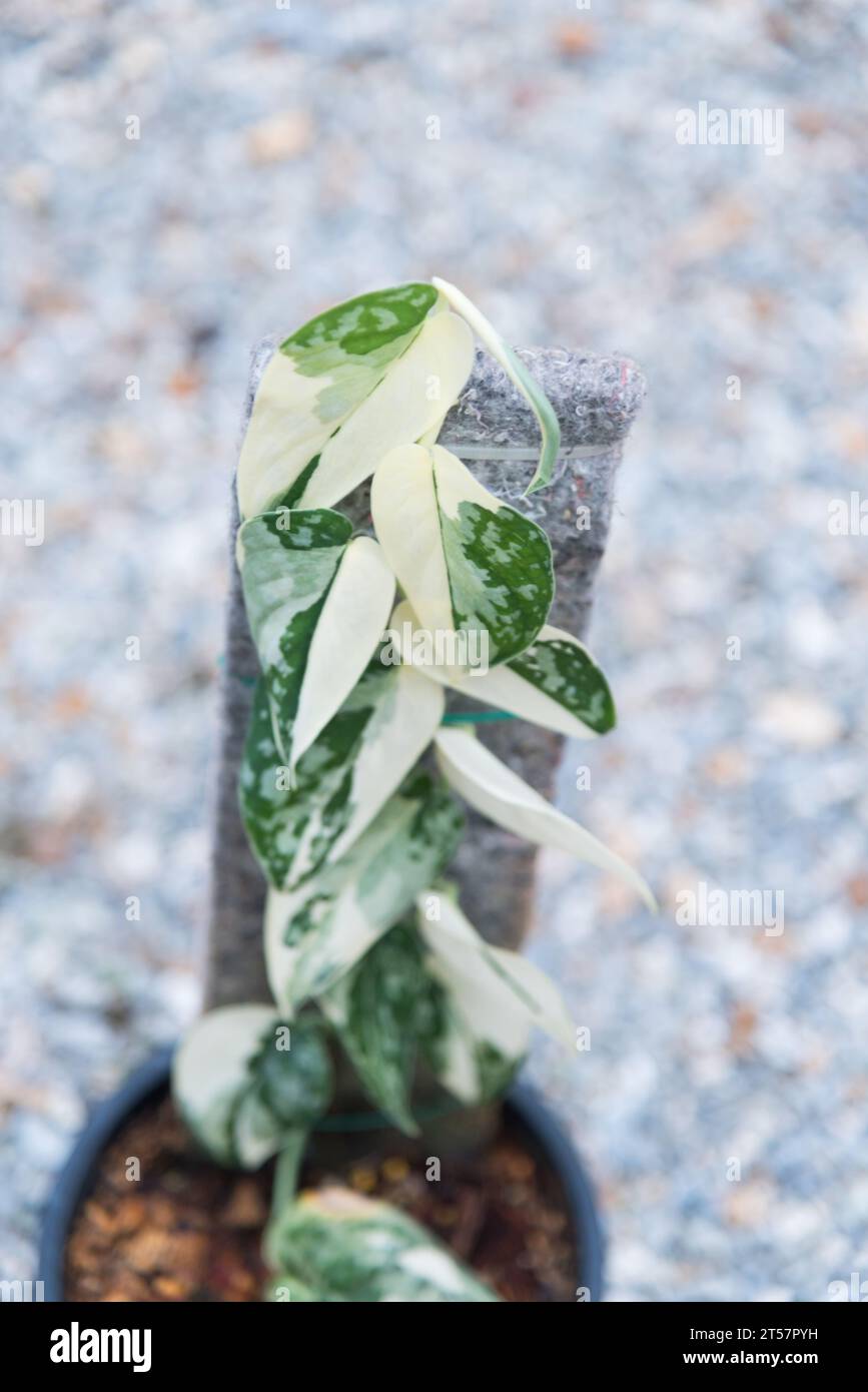 Scindapsus mayari hi-res stock photography and images - Alamy Scindapsus mayari hi-res stock photography and images - Alamy