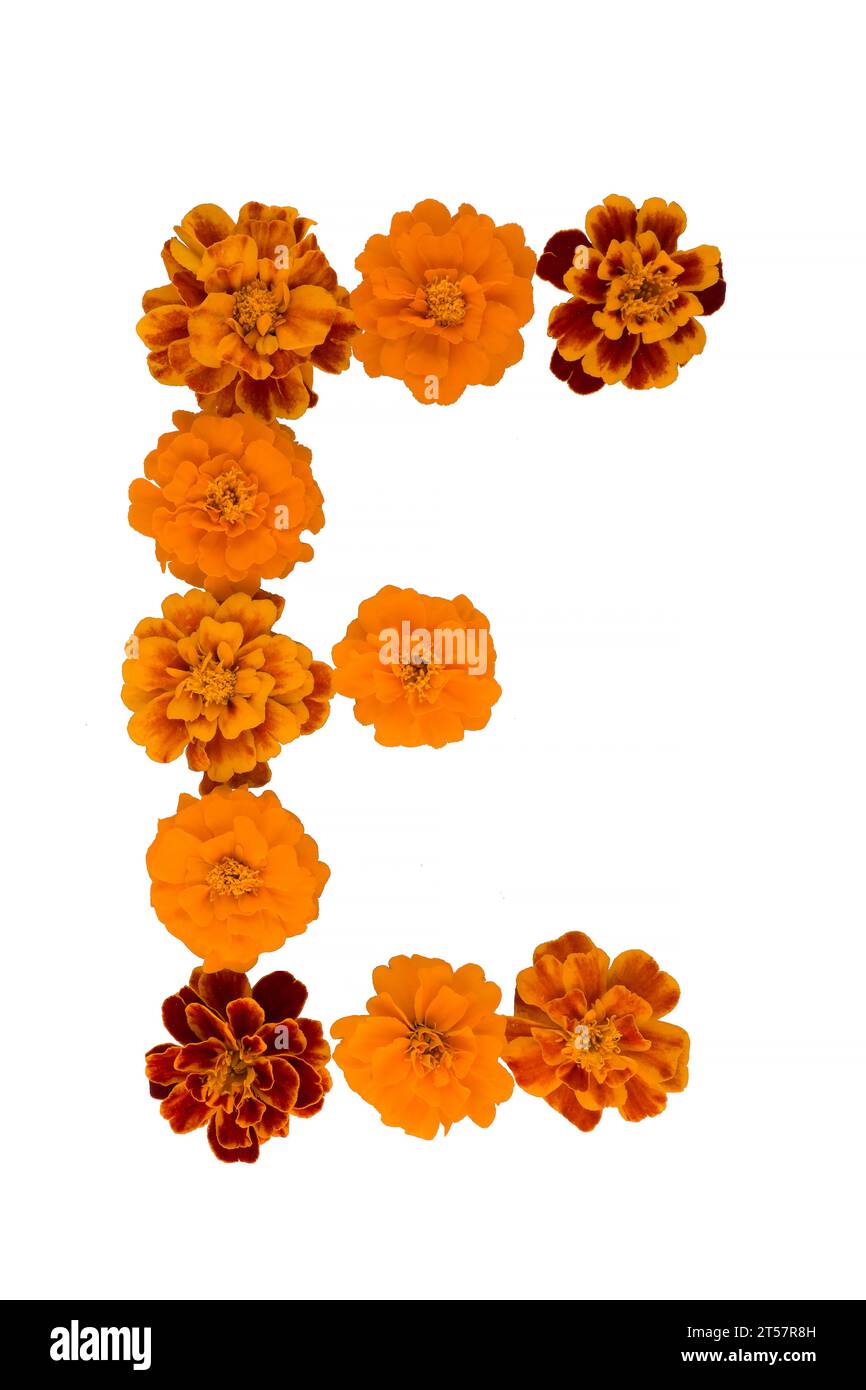 Marigold flower isolated on white, Latin name Tagetes Stock Photo Alamy