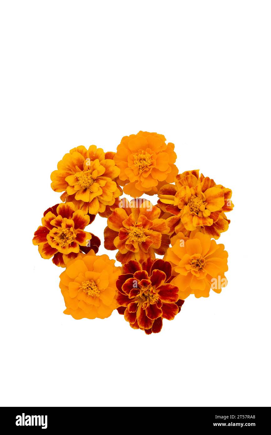 Marigold flower isolated on white, Latin name Tagetes Stock Photo Alamy