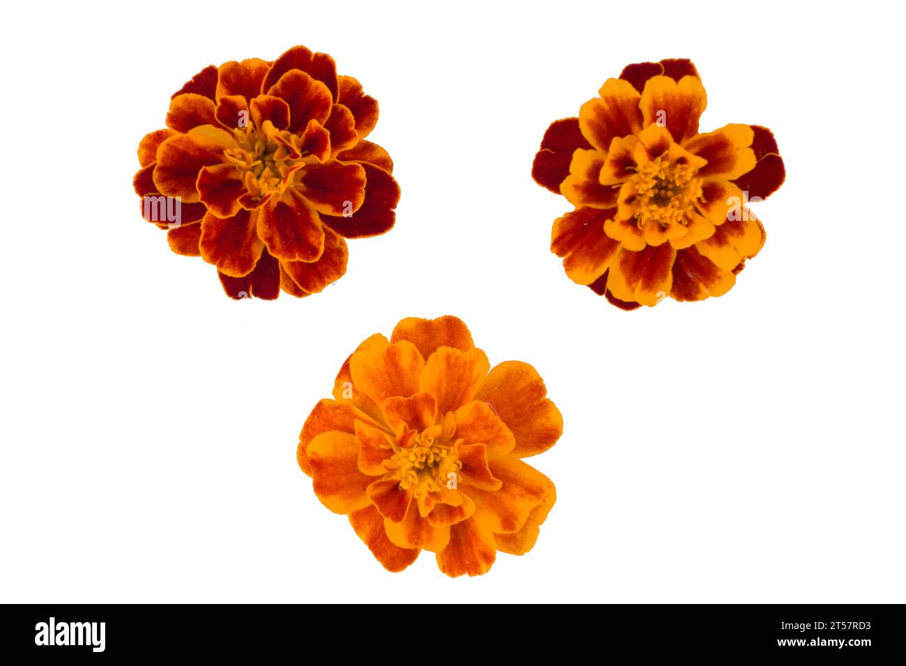 Marigold flower isolated on white, Latin name Tagetes Stock Photo Alamy