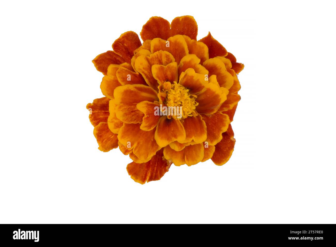 Marigold flower isolated on white, Latin name Tagetes Stock Photo Alamy