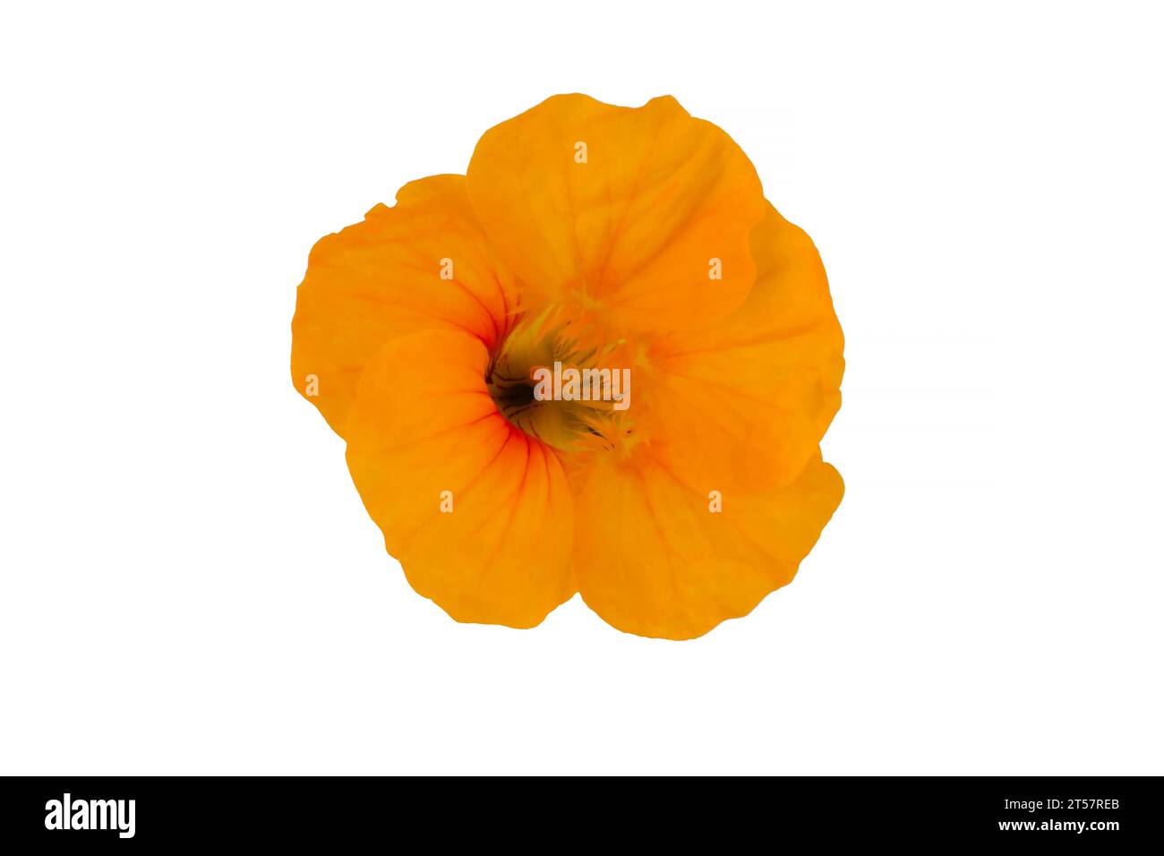 Marigold flower isolated on white, Latin name Tagetes Stock Photo Alamy
