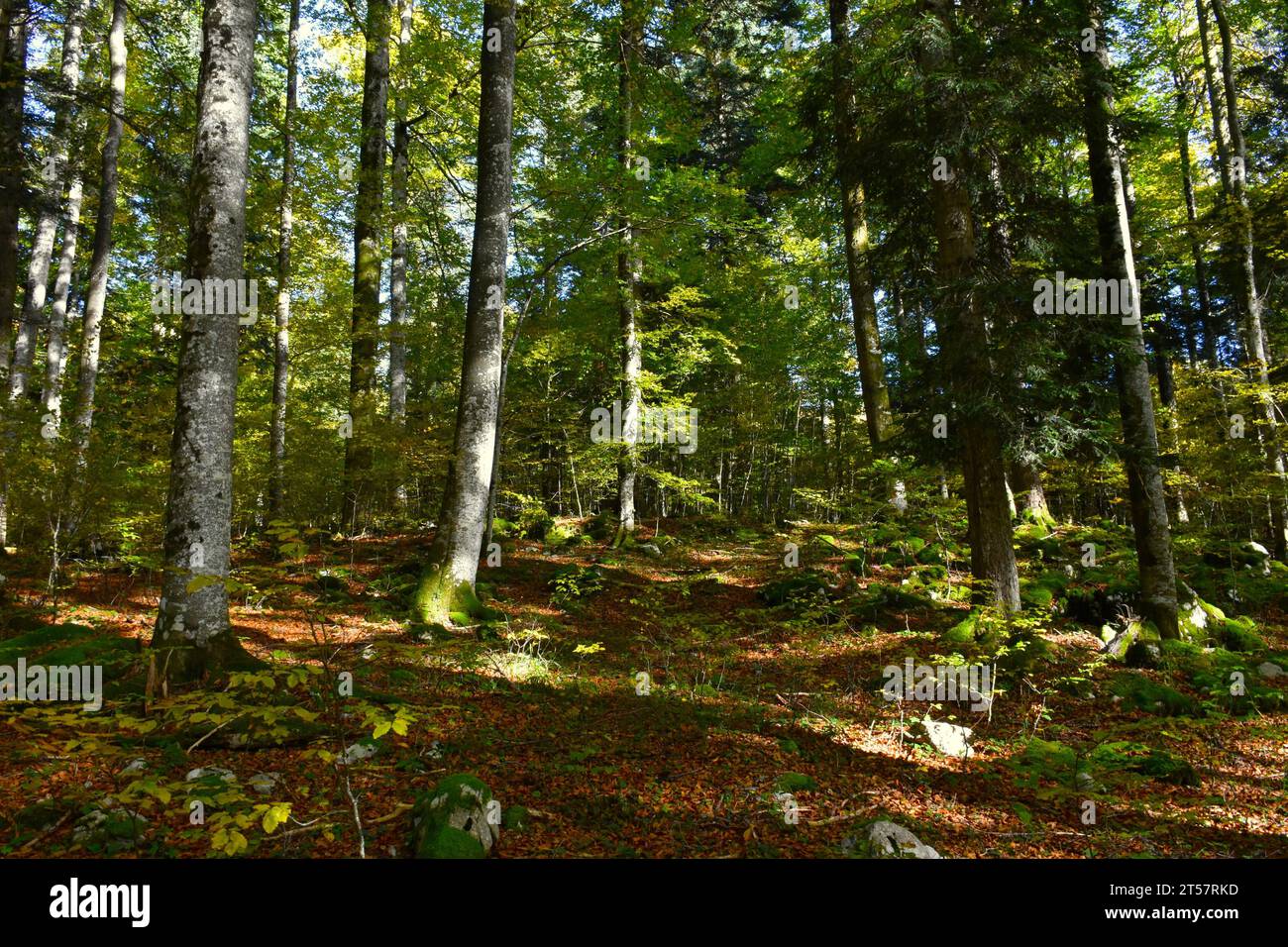 Beech (Fagus sylvatica) and fir (Abies alba) temperate mixed deciduous, broadleaf and conifer forest Stock Photo